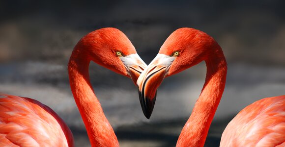 Valentine's day love romantic photo