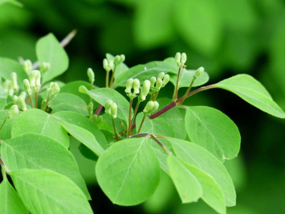 Leaves flowers green