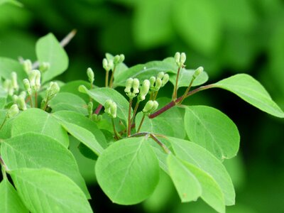 Leaves flowers green
