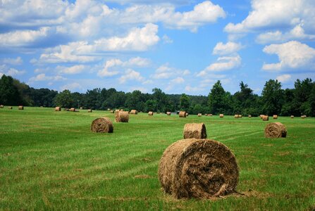 Hay agriculture bale photo
