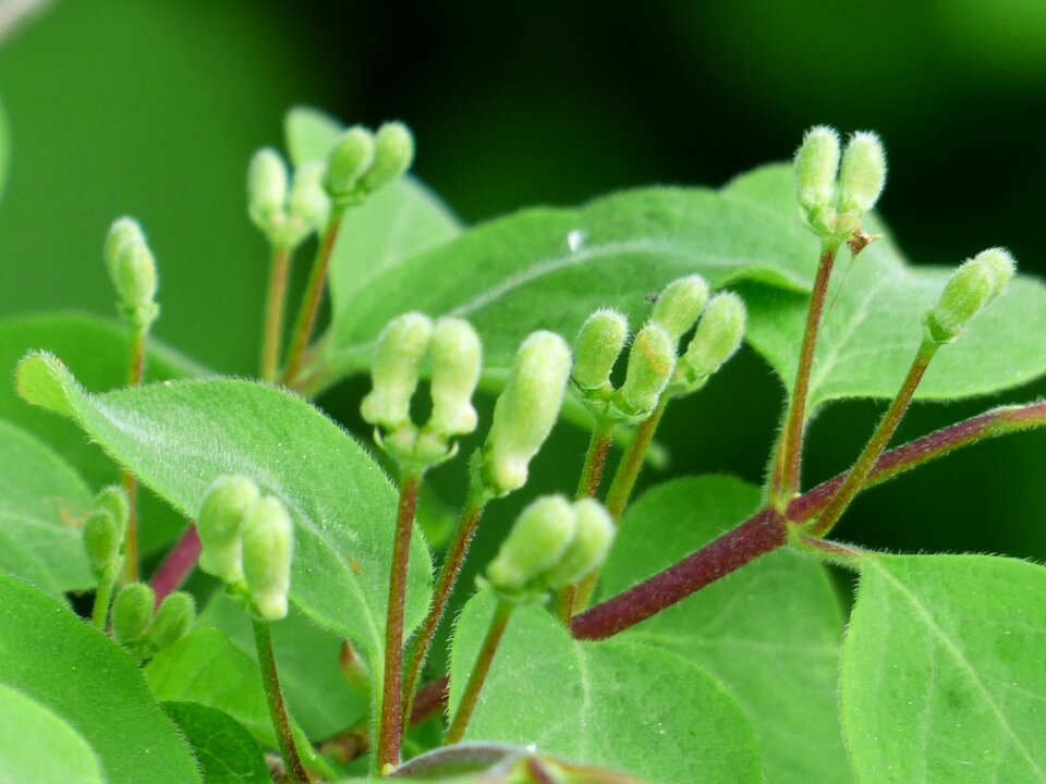 Leaves flowers green