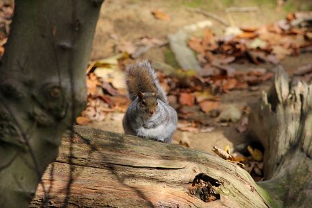 Mammals rodents brown