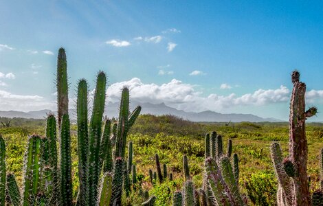 Clouds cactus cacti photo