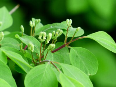 Leaves flowers green
