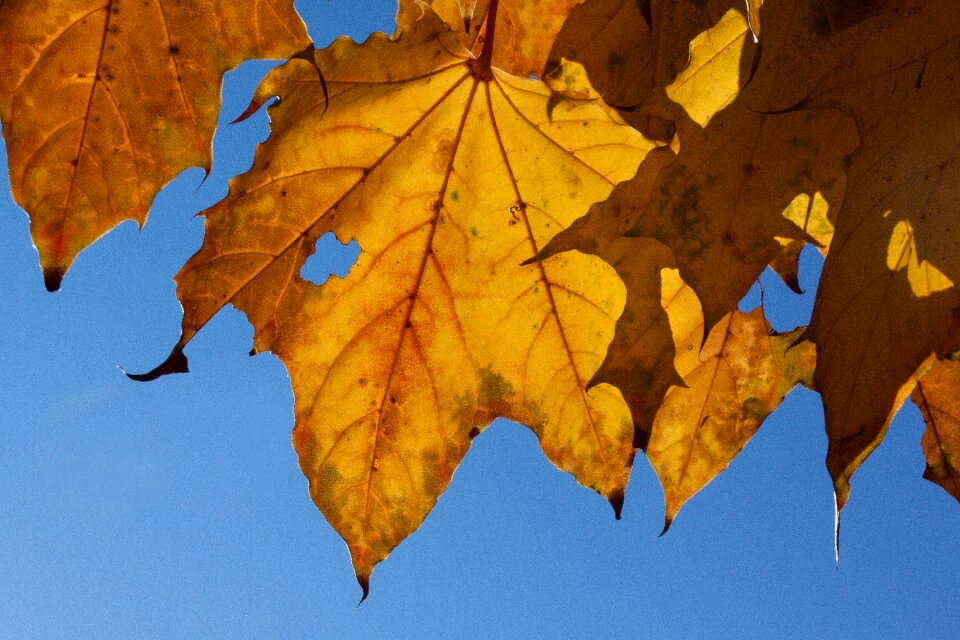 Leaves leaves in the autumn colorful