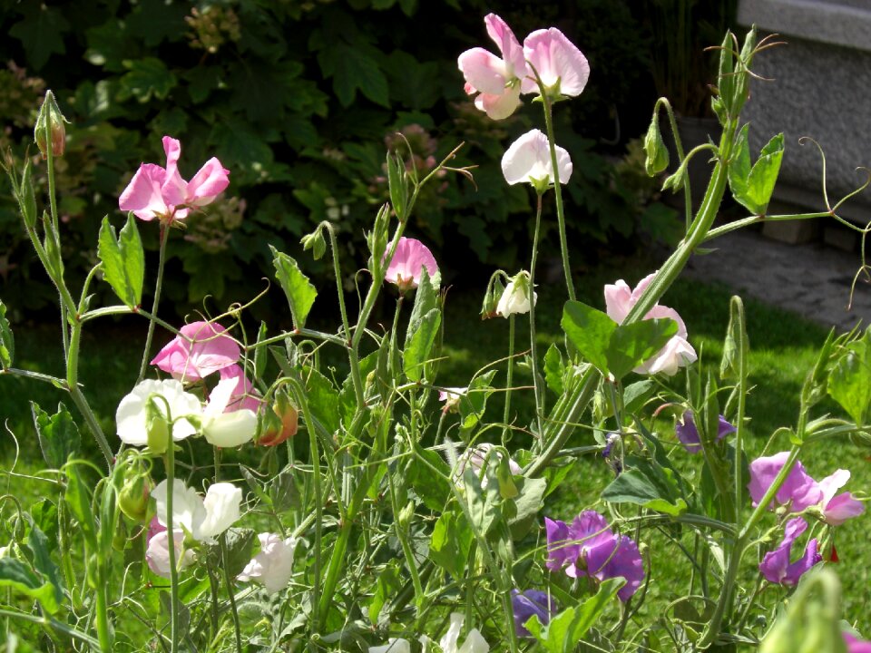 Ranke flower garden flora
