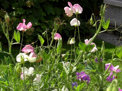 Ranke flower garden flora