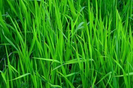 Spring summer hay