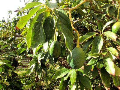 Laurel greenhouse green mediterranean photo