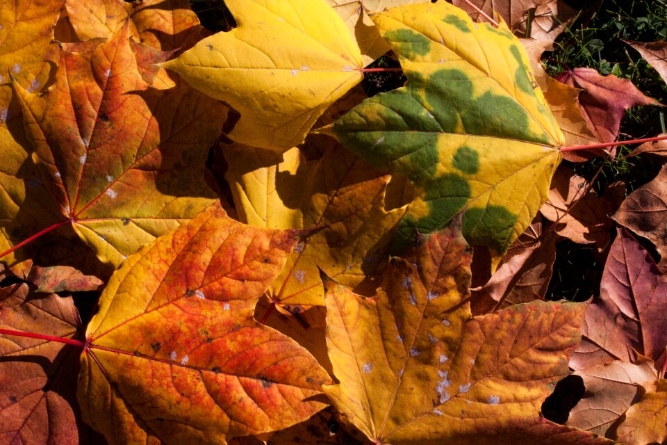 Leaves leaves in the autumn colorful