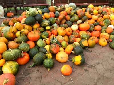 Harvest thanksgiving vegetables photo