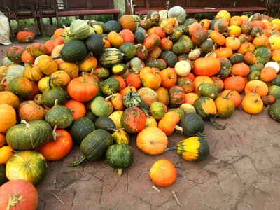 Harvest thanksgiving vegetables