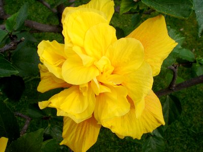 Flower blossom bloom