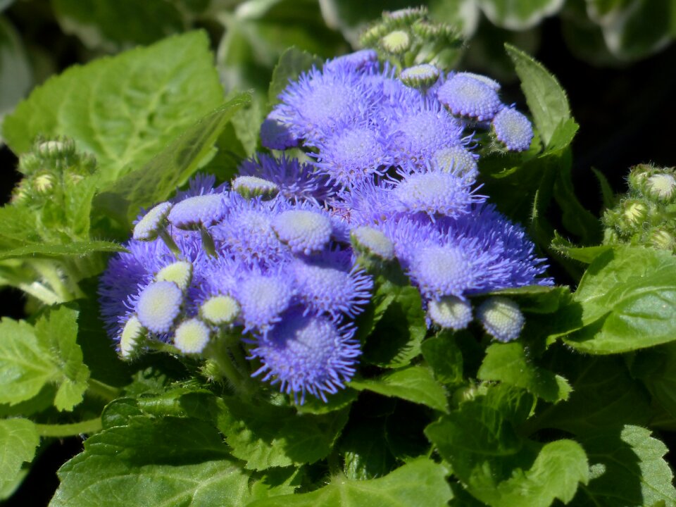 Bloom blue violet