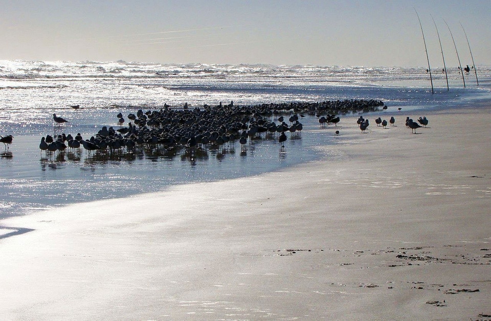 Ocean wave bird photo