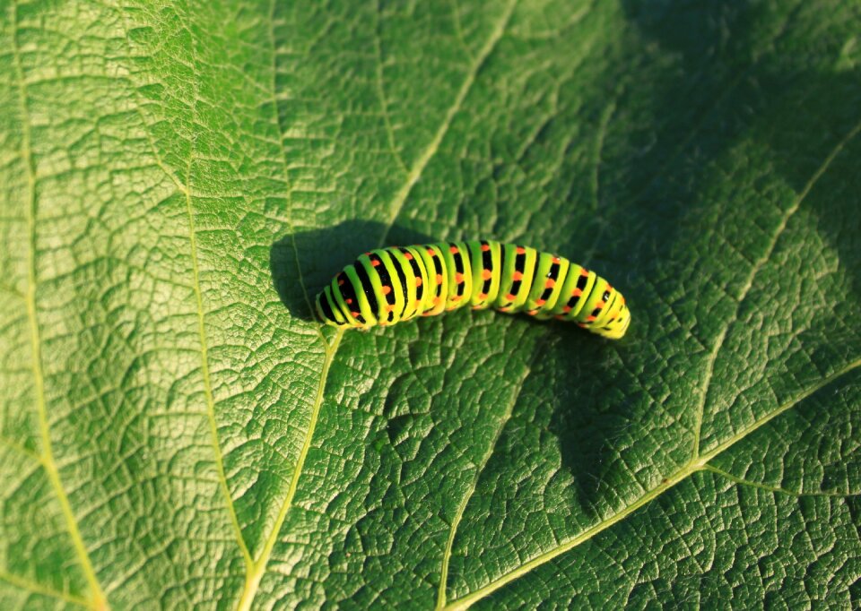 Lepidoptera papilionidae swallowtail