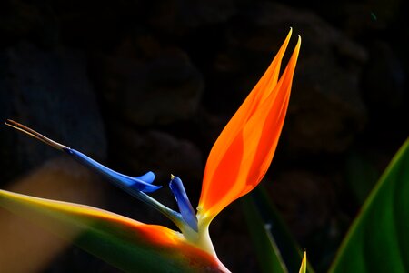 Bloom red yellow