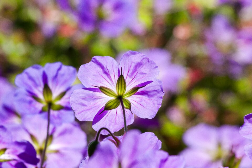 Backlighting flowers tender