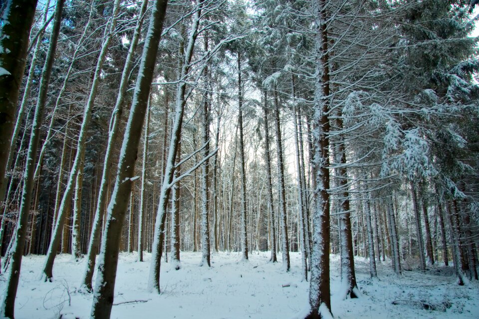 Trees foliage woods