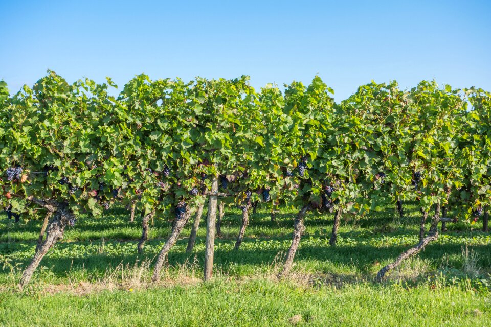 Vines wine wine harvest