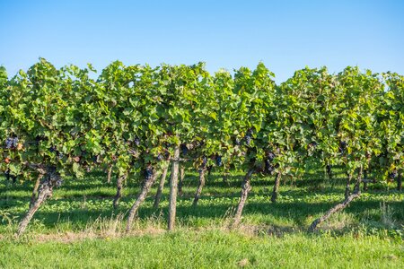 Vines wine wine harvest
