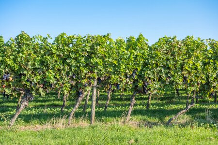 Vines wine wine harvest photo