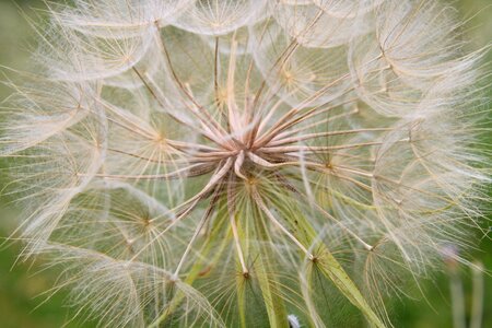 Goat pratensis seeds