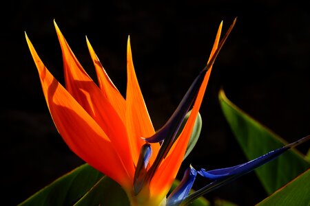 Bloom red yellow