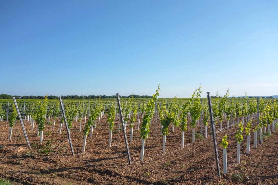 Vines wine wine harvest