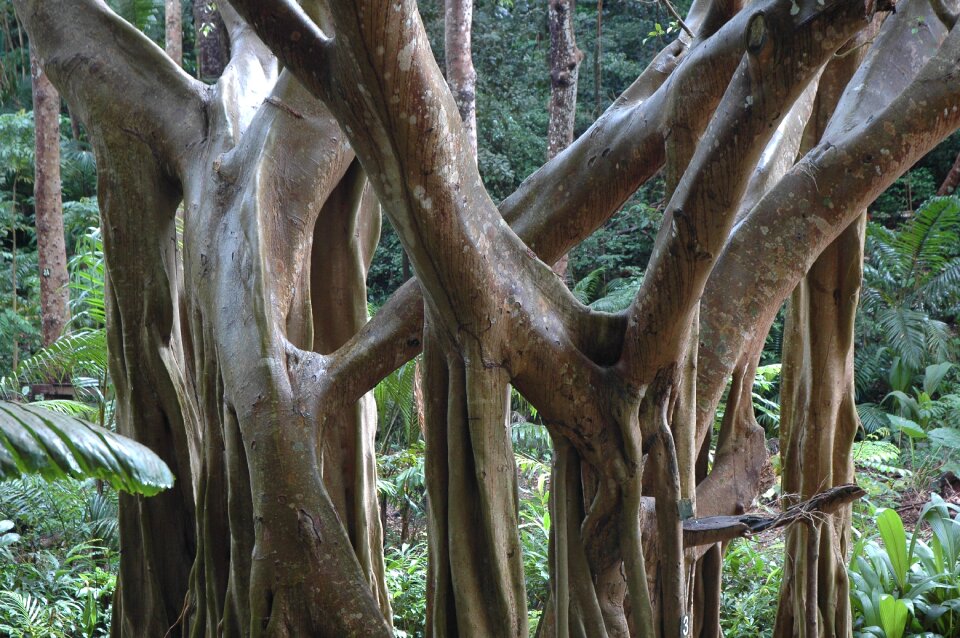 Tree organic agriculture