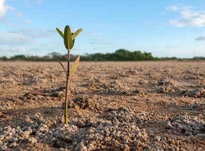 Plant young new