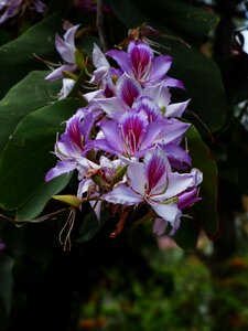 Flowering twig pink violet photo