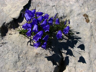 Rock bottom flower alpine plant