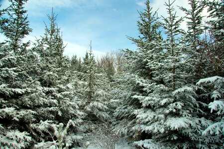 Snow forest trees photo