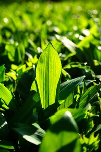 Garlic leaves young wild garlic leaves young leaves