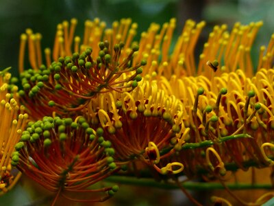 Large silver oak grevillea