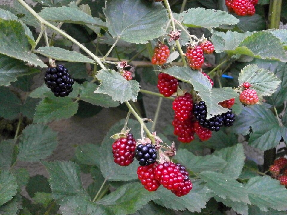 Rubus fruit immature