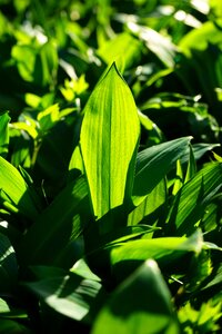 Garlic leaves young wild garlic leaves young leaves