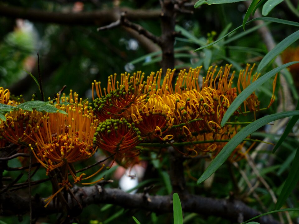 Large silver oak grevillea