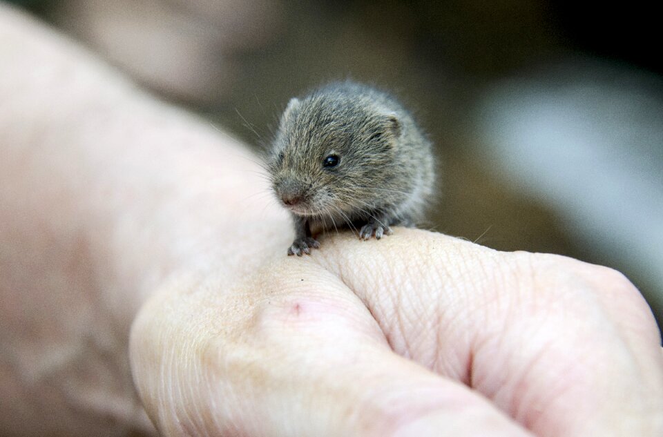 Hamster animals hand