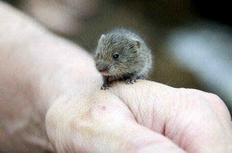 Hamster animals hand photo