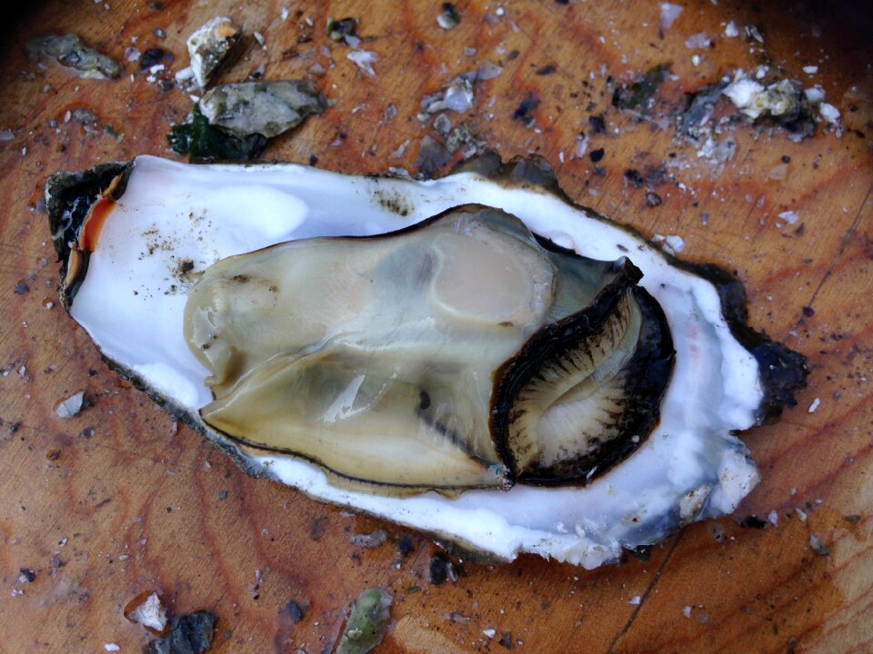 Gourmet seafood fresh