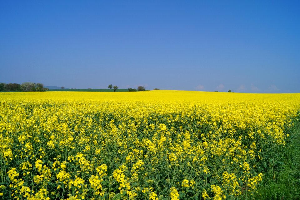 Sky field of flowers landscape