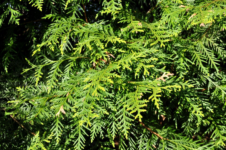 Thuja occidentalis plant hedge