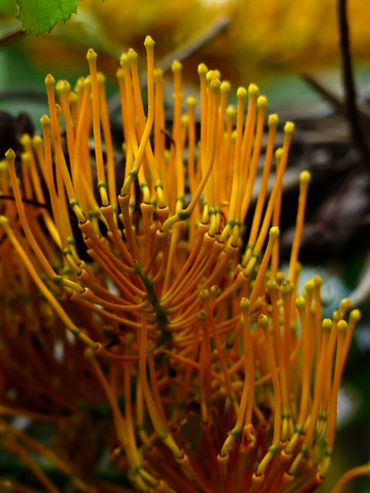 Large silver oak grevillea