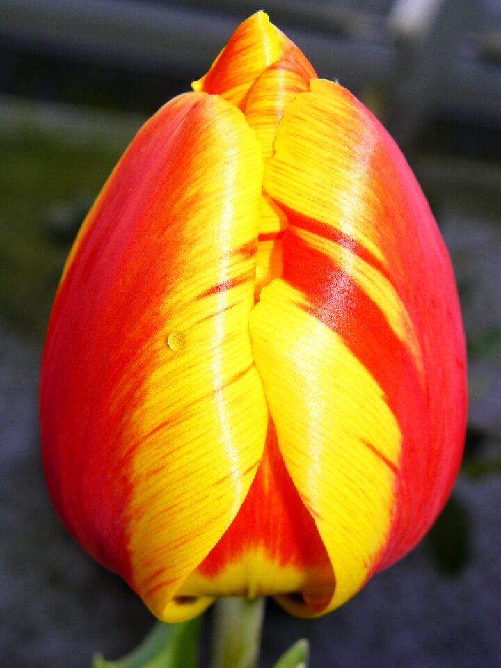 Tulip red tulip floral