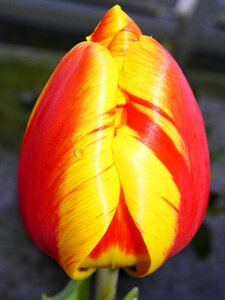 Tulip red tulip floral