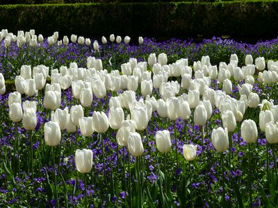 Natural blossom bloom photo