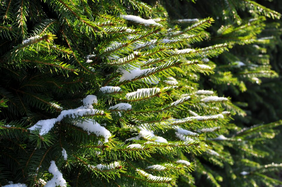 Snow sunlight branch