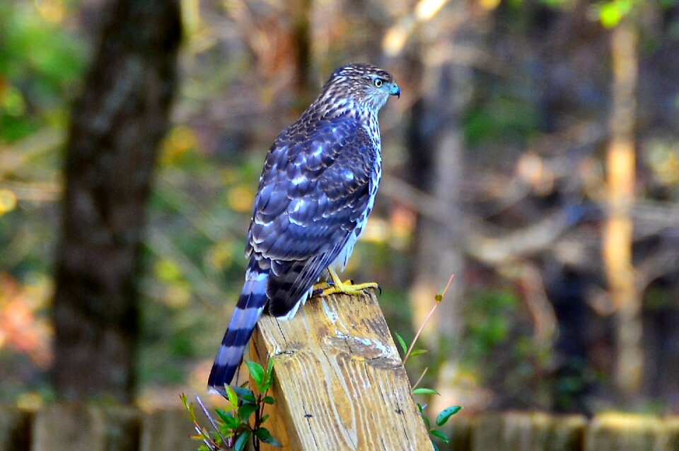 Bird fly wings